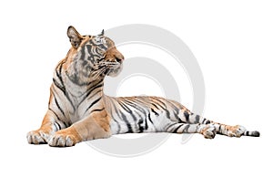 Female bengal tiger isolated