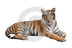 Female bengal tiger lying isolated