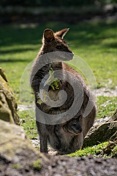 Female of Bennett Wallaby in a daylight