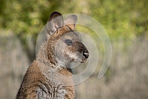 Female of Bennett Wallaby in a daylight