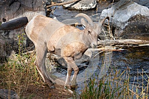 Female Big Horn Ram in Waterton Canyon Colorado