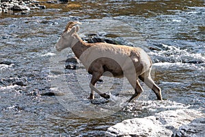 Female Big Horn Ram in Waterton Canyon Colorado