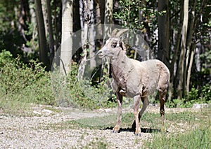 Female bighorn sheep in forest -