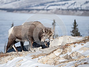 Female Bighorn sheep locking horns