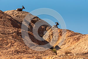 Female Bighorn Sheep resting in Valley of Fire State Park, Nevada, USA.