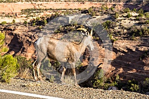 A female Bighorn Sheep is about to go down a steep cliff in Colorado National Monument