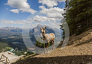 A female bighorn stands alone on a mountain slope and watches. Wildlife habitat,. Banff National Park, Alberta, Canada