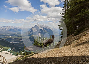 A female bighorn stands alone on a mountain slope and watches. Wildlife habitat,. Banff National Park, Alberta, Canada