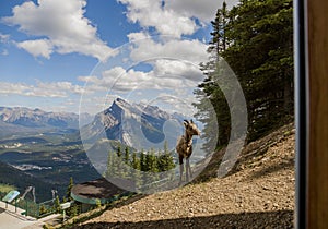 A female bighorn stands alone on a mountain slope and watches. Wildlife habitat,. Banff National Park, Alberta, Canada