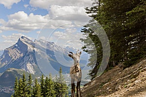 A female bighorn stands alone on a mountain slope and watches. Wildlife habitat,. Banff National Park, Alberta, Canada