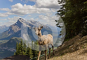 A female bighorn stands alone on a mountain slope and watches. Wildlife habitat,. Banff National Park, Alberta, Canada