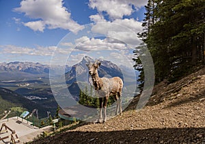 A female bighorn stands alone on a mountain slope and watches. Wildlife habitat,. Banff National Park, Alberta, Canada