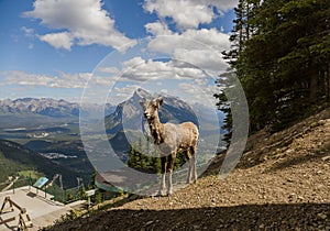 A female bighorn stands alone on a mountain slope and watches. Wildlife habitat,. Banff National Park, Alberta, Canada