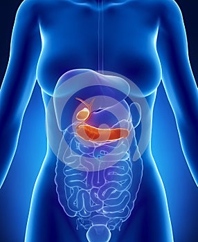 Female BILIARY TRACT anatomy anterior x-ray view