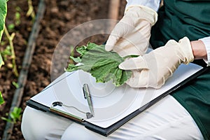 Female bio technician inspecting cucumber leaves