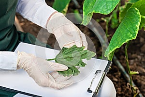 Female bio technician inspecting cucumber leaves