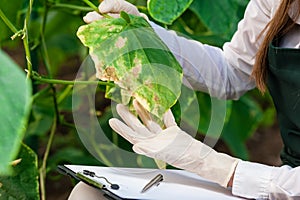 Female bio technician inspecting cucumber leaves