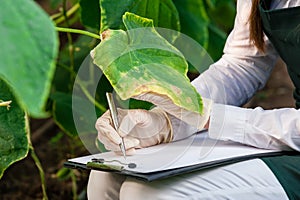 Female bio technician inspecting cucumber leaves