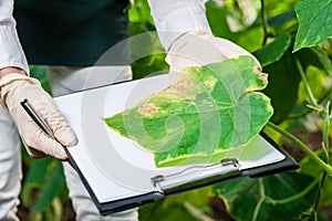 Female bio technician inspecting cucumber leaves