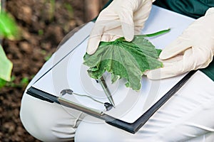 Female bio technician inspecting cucumber leaves