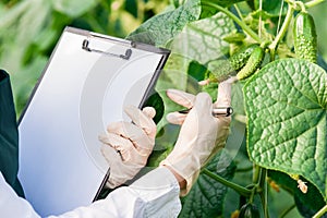 Female bio technician inspecting cucumber leaves