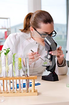 The female biotechnology scientist chemist working in the lab