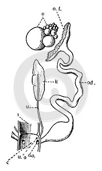 Female Bird Genital Organs, vintage illustration