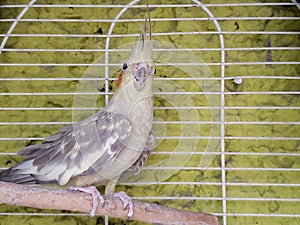 female bird nymph in light grey with yellow in a cage