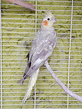 female bird nymph in light grey with yellow in a cage
