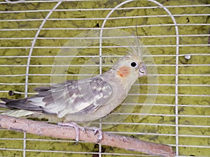 female bird nymph in light grey with yellow in a cage photo