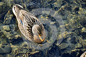 Female bird of wild duck mallard swims in the water in sunshine, above view