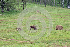 Female bison with a baby grazing in the meadow.