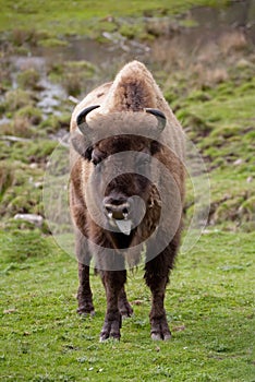 Female Bison looking at camera, tongue sticking out