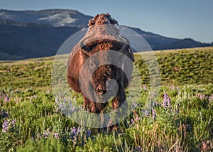 Female bison walking through the wildflowers of Lamar Valley