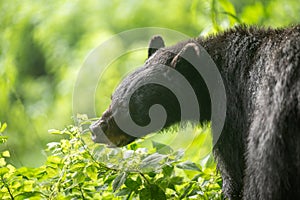 Female black bear feeding