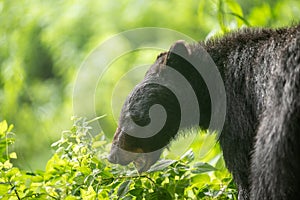 Female black bear feeding