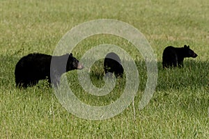 Female Black Bear with Two Yearlings Graze In Grassy Field photo