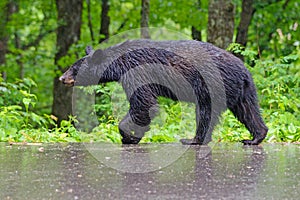 A female Black Bear walks in the rain.