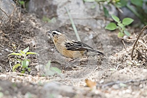 Female Black Bishop Euplectes gierowii on the Sandy Ground