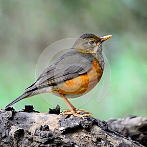 Female Black-breast Thrush