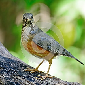 Female Black-breasted Thrush