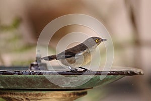 Female Black-faced Dacnis bird Dacnis lineata