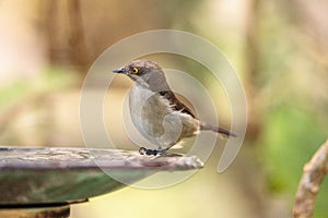 Female Black-faced Dacnis bird Dacnis lineata