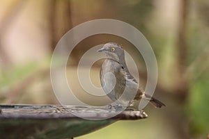 Female Black-faced Dacnis bird Dacnis lineata