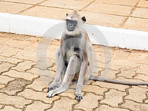 Female black-faced monkey or Langur monkeys in Anuradhapura ancient city, Sri Lanka