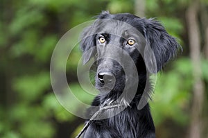 Female Black Flat Coat Retriever dog
