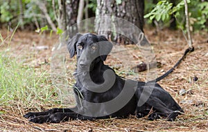 Female Black Flat Coat Retriever dog laying down outside