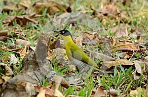 Female Black-headed Woodpecker