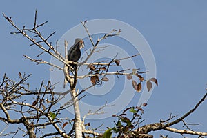 Female Black Hornbill Preening on Fig Tree