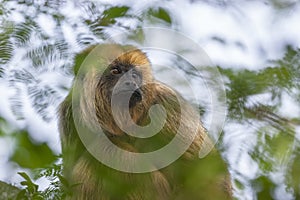 Female of black howler monkey